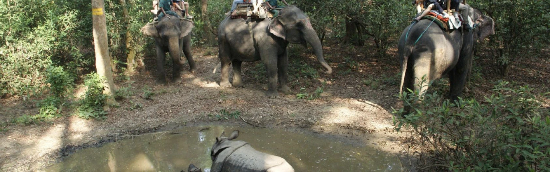 Chitwan Jungle Safari (2 nights/ 3 days)