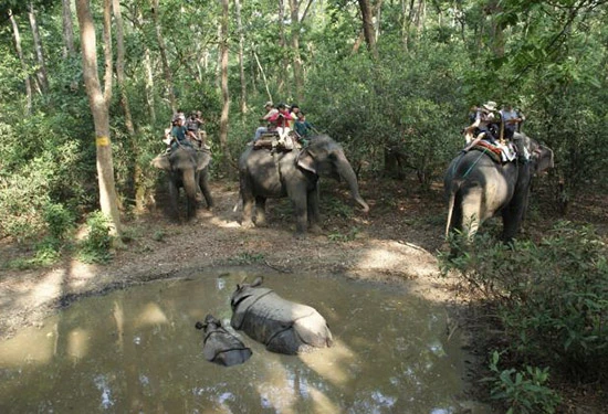 Chitwan Jungle Safari (2 nights/ 3 days)